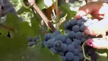 شاهد: قطف العنب المستخدم في صناعة النبيذ في إيطاليا مختلف تماما عن باقي المواسم بسبب كورونا