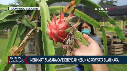 Menikmati Suasana Kafe di Tengah Kebun Agrowisata Buah Naga