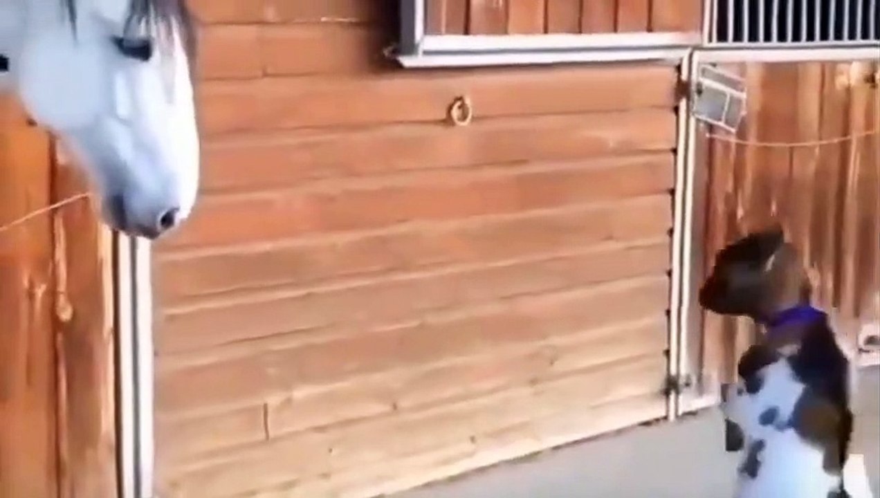 Horse and cute goat