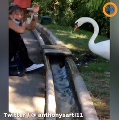 Ce cygne est très sérieux sur les gestes barrières !
