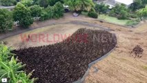 Des agriculteurs thaïlandais utilisent un essaim de 10000 canards pour nettoyer les champs après la récolte !