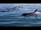 Killer whales attack sailing boats near Spain and Portugal