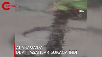 Sally Kasırgası'nın vurduğu Alabama’da dev timsahlar sokağa indi