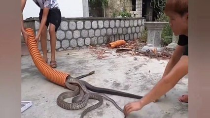 See how many snakes have entered this pipe