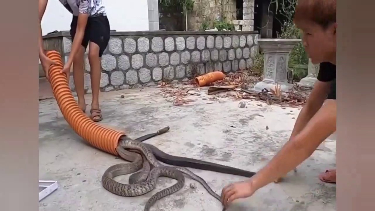 See how many snakes have entered this pipe