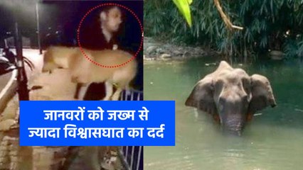 - जानवरों को पहुंचाया नुकसान तो होगी जेल