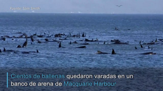 Cientos de ballenas varadas en el sur de Australia