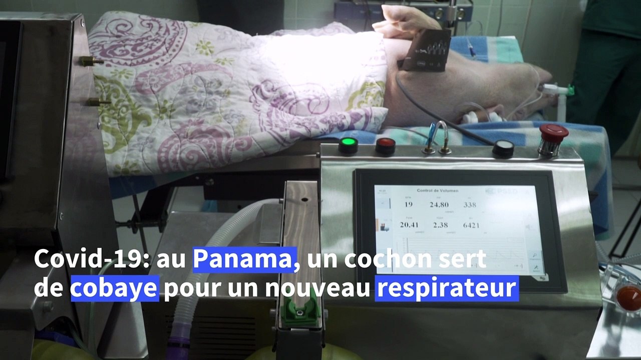 Covid-19: au Panama, un cochon sert de cobaye pour un nouveau respirateur