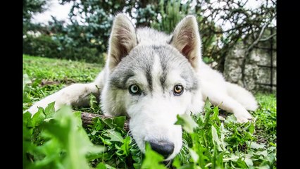 English Synonyms and Antonyms, Section 42: Mind to Mysterious