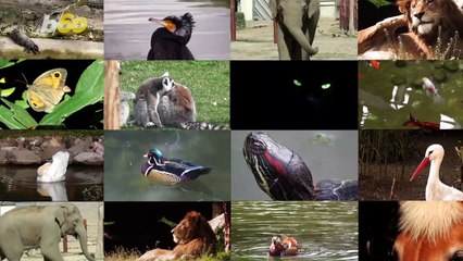 Spice up Your Zoom Call With Adorable Animals From the Cincinnati Zoo