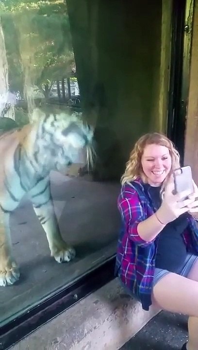 Lorsque ce tigre va voir que cette femme est enceinte, il va faire quelque chose d'incroyable !