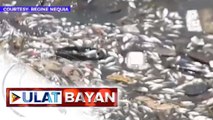 DOH at BFAR: ‘Wag pulutin at kainin ang mga patay na isda sa Baseco Beach