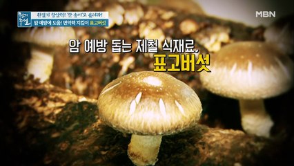 암 예방에 도움 되는 면역력 지킴이 [표고버섯]