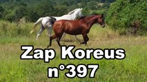 Zap Koreus n°397
