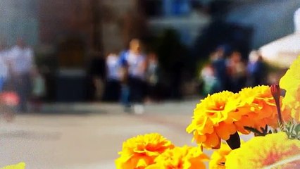 Superbe T2 40M2 Entièrement rénové + CAVE