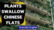 Chinese flats overrun with plants & mosquitoes | Oneindia News
