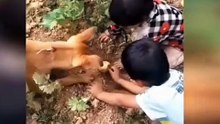 Try not to laugh #10