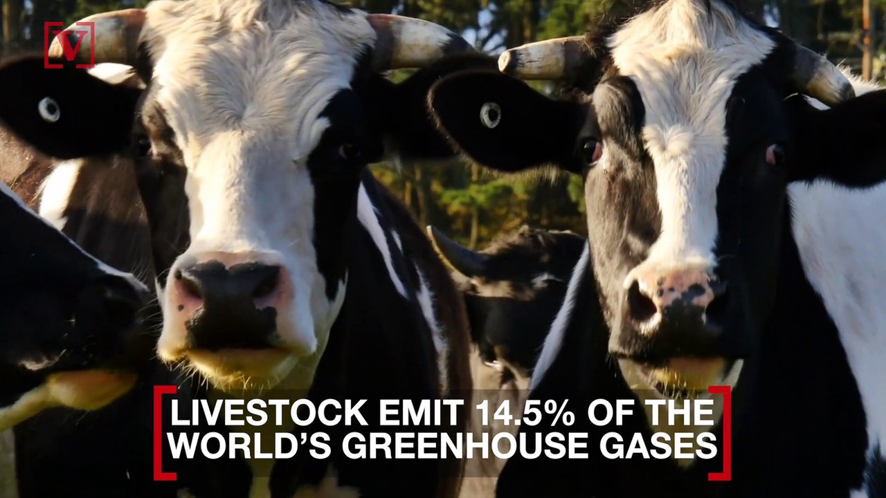 Farmers Work to Reduce Cow Burps