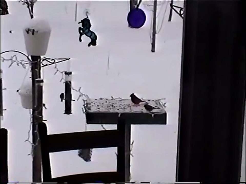 Animals Snow