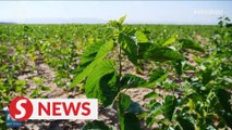 China grows high-protein mulberry trees in its 8th largest desert