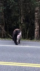 Nicky The Bear Crosses Road With Her Catch Of The Day
