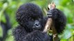 « Baby-boom » chez les gorilles des montagnes d'Ouganda, une espèce en « danger d'extinction »