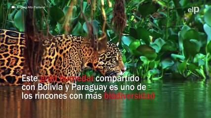Durante este 2020, los incendios en el Pantanal, Brasil, han aumentado más de un 230% en relación con 2019