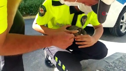 Trafik ekipleri bu kez kaplumbağanın imdadına koştu