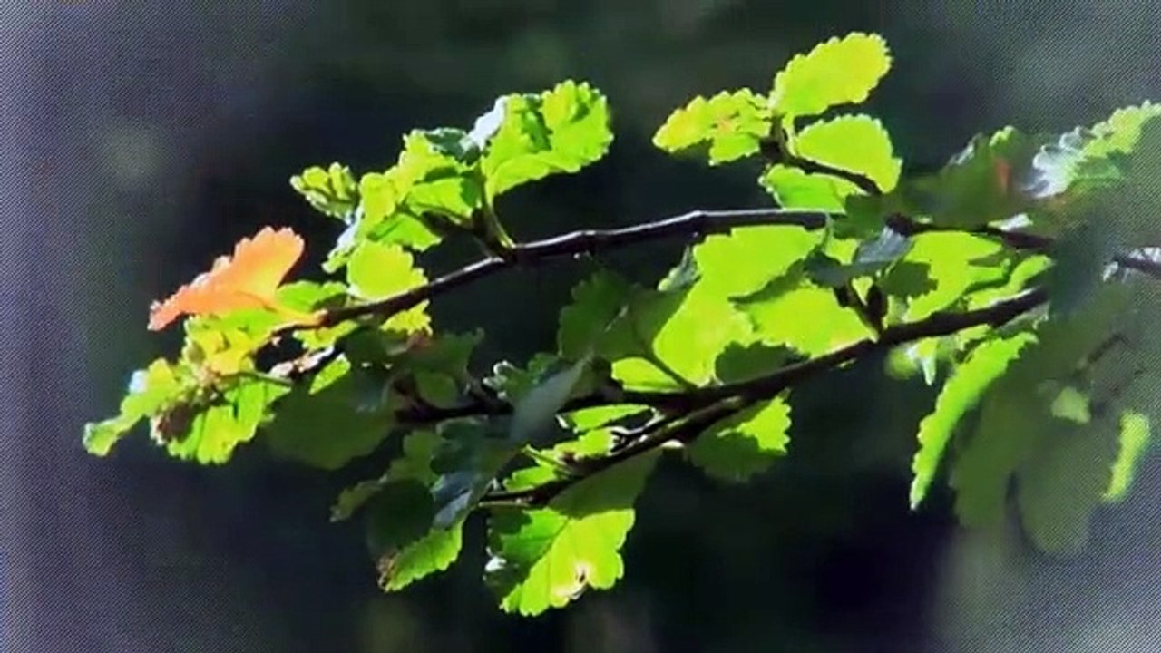 A vendre - Appartement - La Chaux-de-Fonds (2300) - 3.5 pièces - 105m²