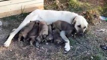 ANADOLU COBAN KOPEGi YAVRULARI ANNELERi ile SABAH KAHVALTISI - SHEPHERD DOG PUPPiES BREAKFAST