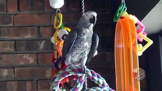 Parrot asks squirrel to talk to him