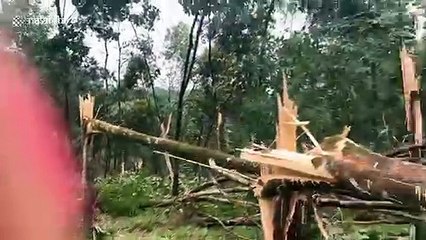 Strong winds brought by Typhoon Noul bring down trees in Vietnam