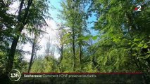 Environnement : les forêts françaises en danger à cause du réchauffement climatique