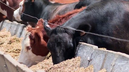 Francia se opone a acuerdo UE-Mercosur, la deforestación es un problema "mayor"
