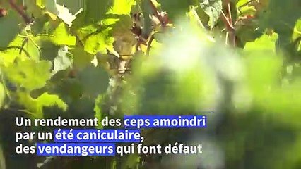 Vendanges amères en Algérie au temps du coronavirus