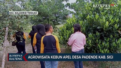 Agrowisata Kebun Apel Desa Padende kabupaten Sigi