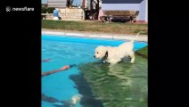 Golden retriever pup tries and fails to swim in pool