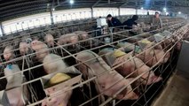 Criar cerdos para China, una oportunidad para potenciar las exportaciones de Argentina