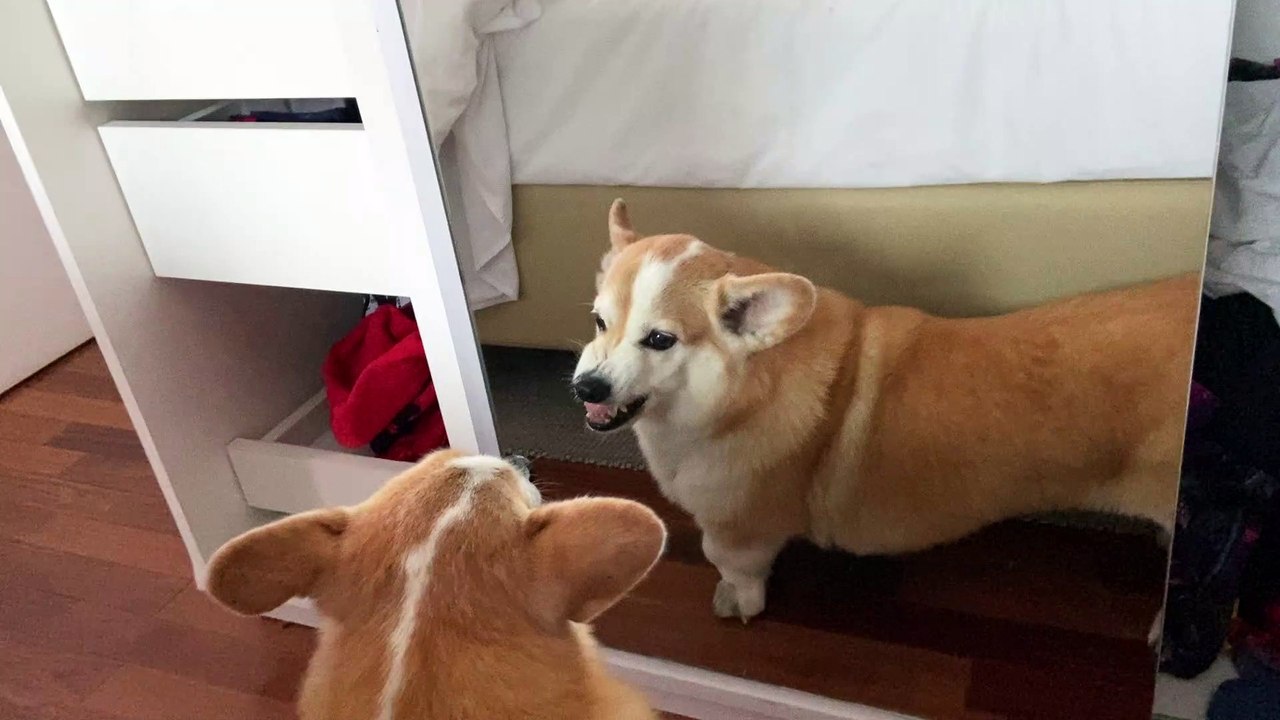 Corgi Makes Faces in the Mirror