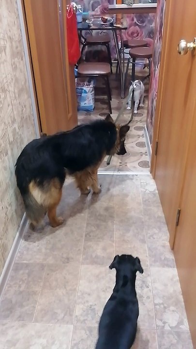 Kitty Drags Dog Into Kitchen