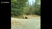 Gutsy grizzly attempts to remove bear caution sign in British Columbia