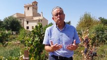 Torre Juana: La innovación en la huerta de Alicante