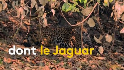 Biodiversité : des incendies ravagent le Pantanal, une zone humide au Brésil