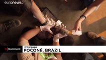Brésil : les images du sauvetage de bébés jaguars