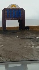 Un ours se gratte le dos sur un panneau
