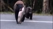 Ces touristes croisent une maman ours et son petit juste avant leur festin