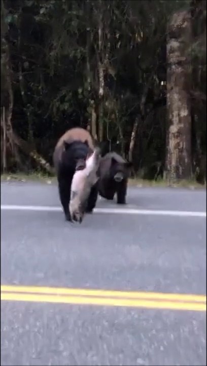 Ces touristes croisent une maman ours et son petit juste avant leur festin
