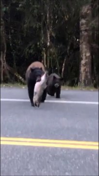 Ces touristes croisent une maman ours et son petit juste avant leur festin