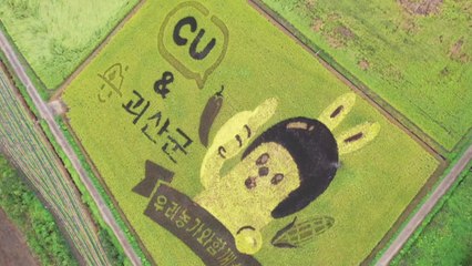 유색벼로 수놓은 대형 논그림...지역 홍보를 넘어 협력까지 / YTN