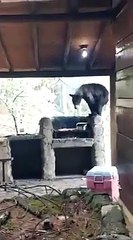 Oso irrumpe asado familiar para darle comida a su cría